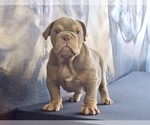 Small Photo #1 English Bulldog Puppy For Sale in NORTH HOLLYWOOD, CA, USA