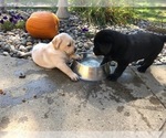 Small Photo #1 Labrador Retriever Puppy For Sale in COON RAPIDS, IA, USA