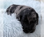 Small Photo #38 Goldendoodle Puppy For Sale in PIERSON, FL, USA