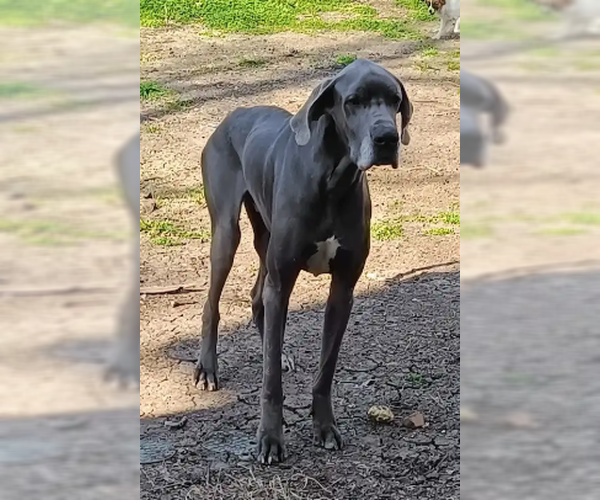 Medium Photo #2 Great Dane Puppy For Sale in McKinney, TX, USA
