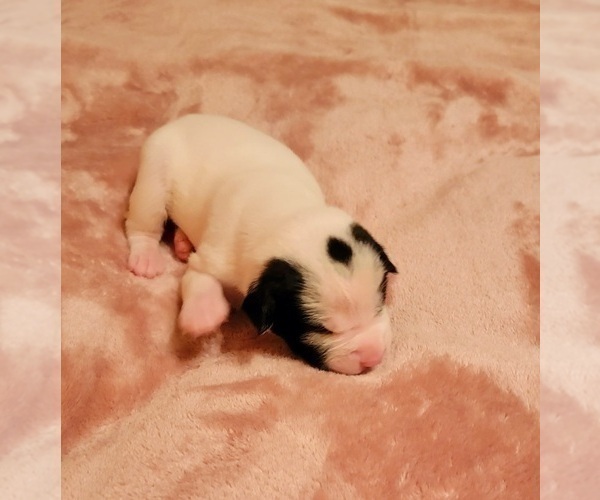 Medium Photo #19 American Bulldog Puppy For Sale in MARYVILLE, MO, USA