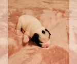 Small #7 American Bulldog