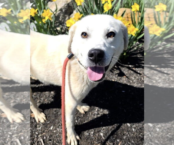 Medium Photo #7 Labrador Retriever Puppy For Sale in Rockaway, NJ, USA