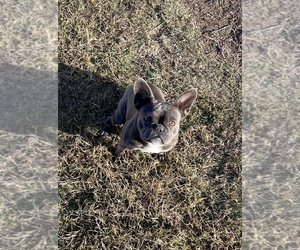 French Bulldog Puppy for sale in WINTERVILLE, NC, USA