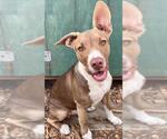 ROO - Male Bull Terrier-Unknown Mix Dog for Adoption - Small photo