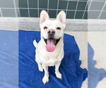 Small #2 French Bulldog Mix