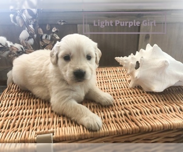 Medium Photo #20 Golden Retriever Puppy For Sale in PRYOR, OK, USA