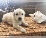 Small Photo #20 Golden Retriever Puppy For Sale in PRYOR, OK, USA