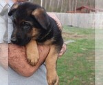 Small Photo #4 German Shepherd Dog Puppy For Sale in PLYMOUTH, NH, USA