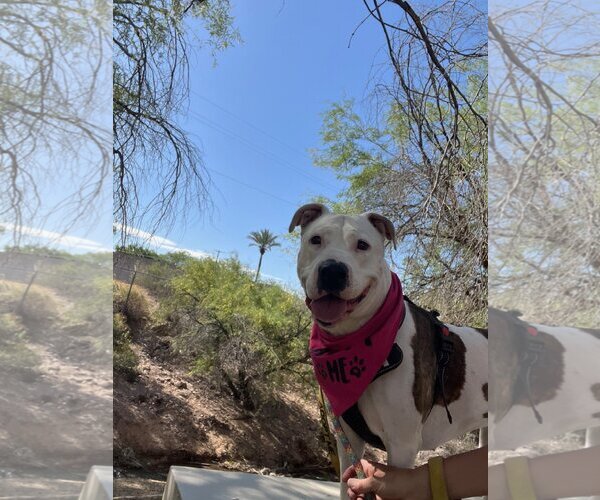 Medium Photo #9 American Pit Bull Terrier-Unknown Mix Puppy For Sale in phoenix, AZ, USA