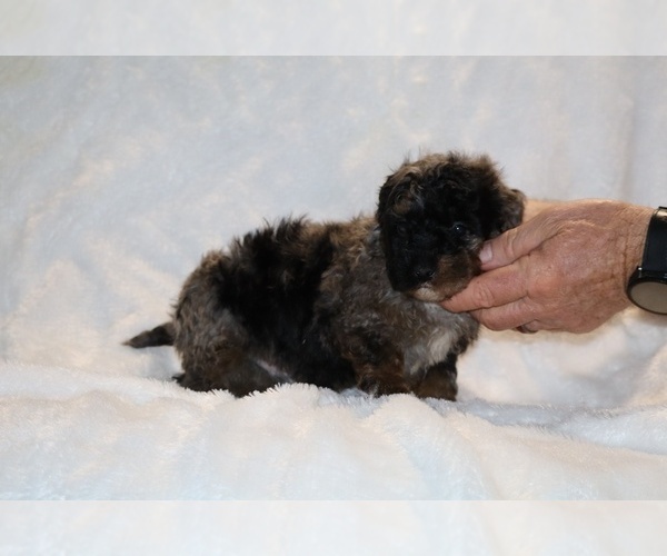 Medium Photo #21 ShihPoo Puppy For Sale in DYERSBURG, TN, USA