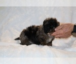 Small #20 ShihPoo
