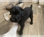 Small Photo #1 Schnauzer (Giant) Puppy For Sale in CLEVELAND, TX, USA