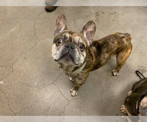 French Bulldog Dogs for adoption in Berkeley , CA, USA