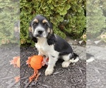 Small #1 Cockapoo