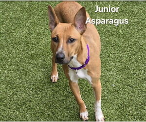 Mutt Dogs for adoption in Derwood, MD, USA