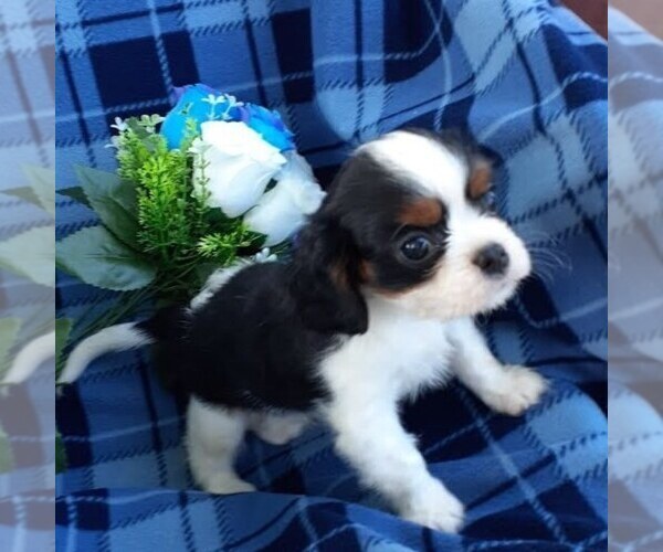 Medium Photo #2 Cavalier King Charles Spaniel Puppy For Sale in CALLAO, VA, USA