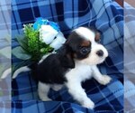 Small Photo #2 Cavalier King Charles Spaniel Puppy For Sale in CALLAO, VA, USA