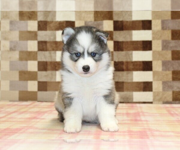 Medium Photo #3 Pomsky Puppy For Sale in DENVER, PA, USA