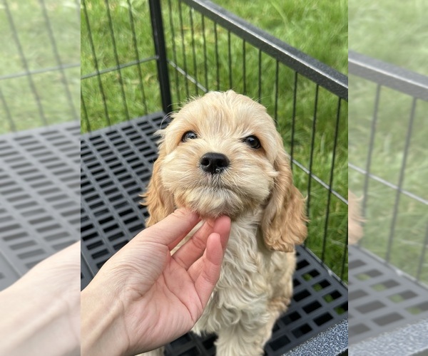 Medium Photo #10 Cockapoo (Miniature) Puppy For Sale in BUCKLEY, WA, USA