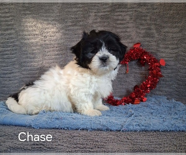 Medium Photo #3 Zuchon Puppy For Sale in MOUNT PLEASANT, MI, USA