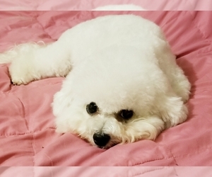 Mother of the Bichon Frise puppies born on 07/07/2019