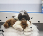 Small #2 Shih Tzu