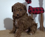 Small Photo #41 Poodle (Miniature) Puppy For Sale in GOSHEN, IN, USA