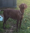 Small Photo #1 German Shorthaired Pointer Puppy For Sale in SOMERSET, TX, USA
