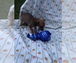 Small Photo #2 Taco Terrier Puppy For Sale in LATTASBURG, OH, USA