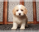 Puppy Zeke Maltipoo (Miniature)