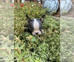 Small #4 Boston Terrier