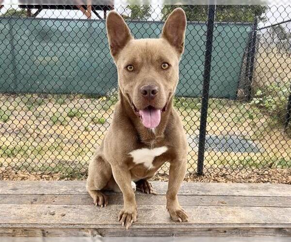 Medium Photo #3 French Bulldog-Staffordshire Bull Terrier Mix Puppy For Sale in Santa Cruz, CA, USA