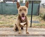 Small #2 French Bulldog-Staffordshire Bull Terrier Mix