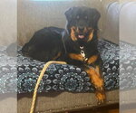 Small #4 Rottweiler