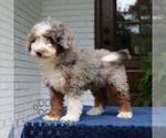 Small #3 Bernedoodle (Miniature)