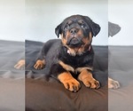 Small #2 Rottweiler