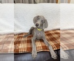 Small #6 Weimaraner