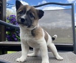 Small #3 Alaskan Husky-Border Collie Mix