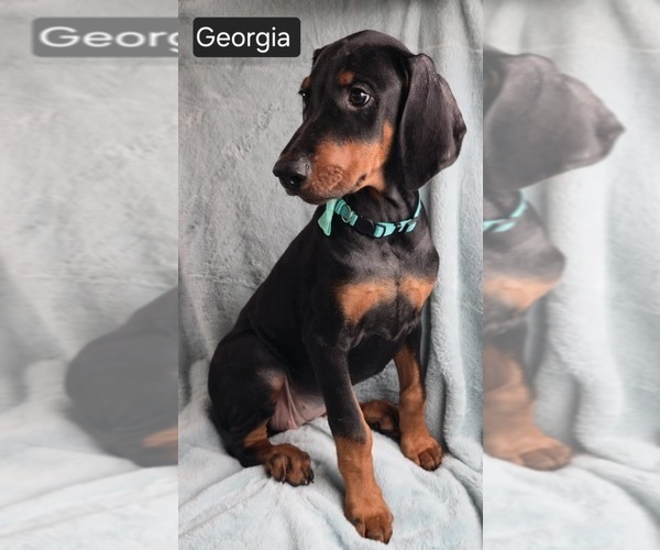 Medium Photo #6 Doberman Pinscher Puppy For Sale in POMEROY, OH, USA