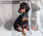 Small #5 Doberman Pinscher
