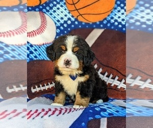 Bernese Mountain Dog Puppy for sale in HOLTWOOD, PA, USA