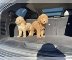 Small Photo #15 Goldendoodle-Poodle (Standard) Mix Puppy For Sale in DETROIT, MI, USA