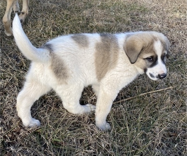 Medium Photo #2 Anatolian Shepherd Puppy For Sale in TOPEKA, KS, USA