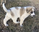 Small Photo #2 Anatolian Shepherd Puppy For Sale in TOPEKA, KS, USA