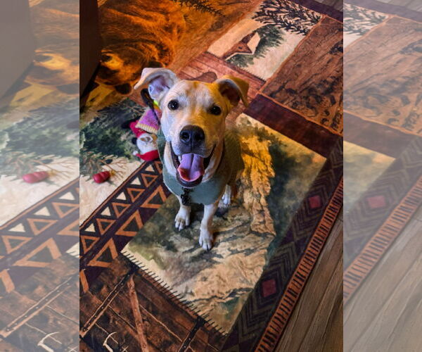 Medium Photo #2 American Pit Bull Terrier-Labrador Retriever Mix Puppy For Sale in Duluth, MN, USA