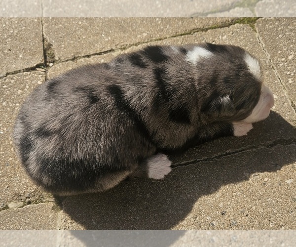 Medium Photo #8 Australian Shepherd Puppy For Sale in NELSON, VA, USA