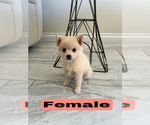 Small #3 Pomsky