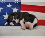 Small Photo #47 Border Collie Puppy For Sale in NORBORNE, MO, USA