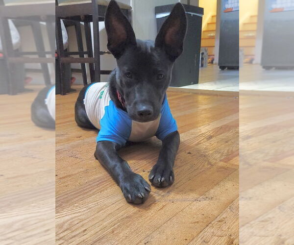 Medium Photo #16 Labrador Retriever-Unknown Mix Puppy For Sale in Brewster, NY, USA